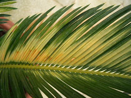 [Foto de planta, jardin, jardineria]