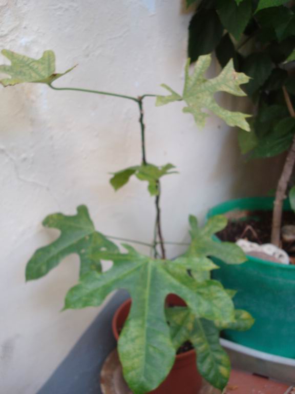 [Foto de planta, jardin, jardineria]