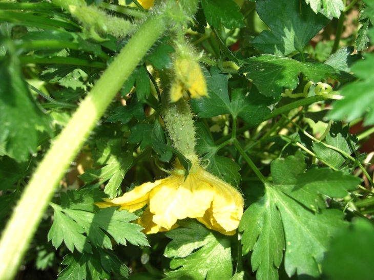 [Foto de planta, jardin, jardineria]