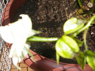 [Foto de planta, jardin, jardineria]