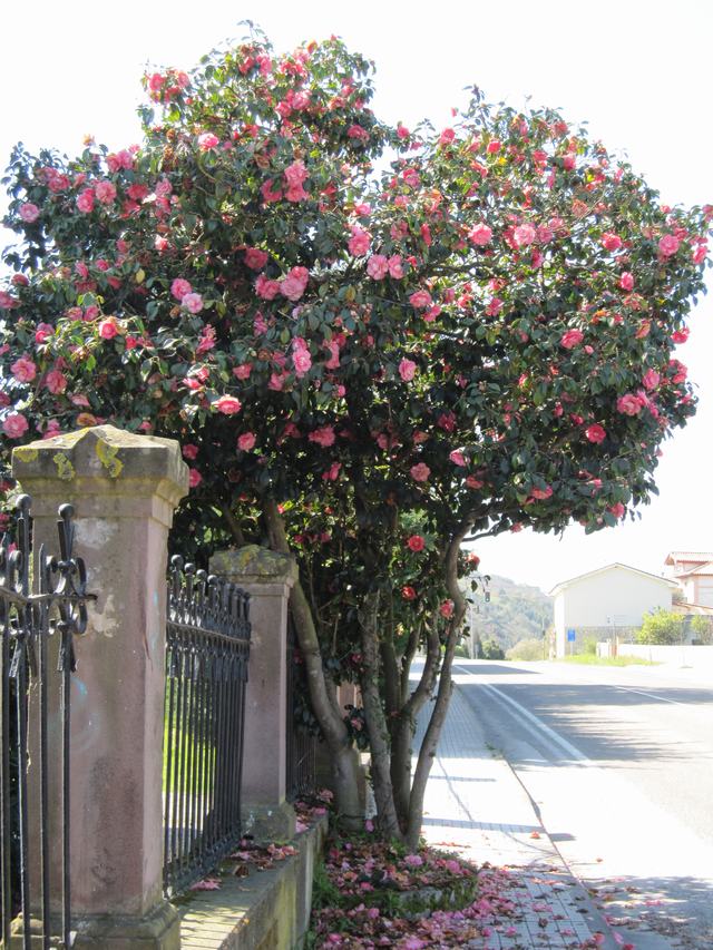 [Foto de planta, jardin, jardineria]