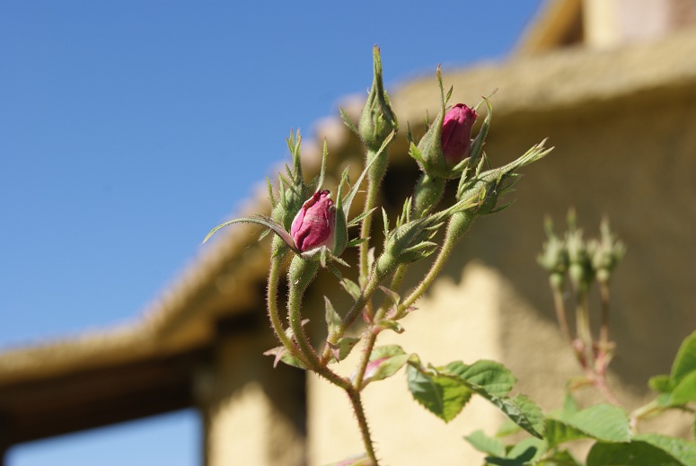 [Foto de planta, jardin, jardineria]