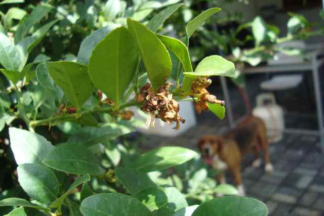 [Foto de planta, jardin, jardineria]