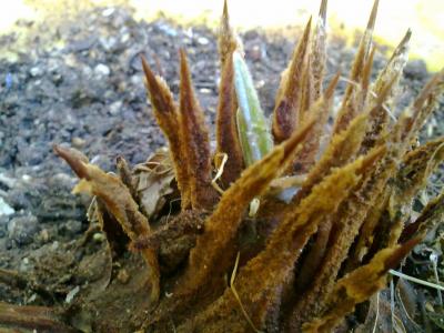 [Foto de planta, jardin, jardineria]