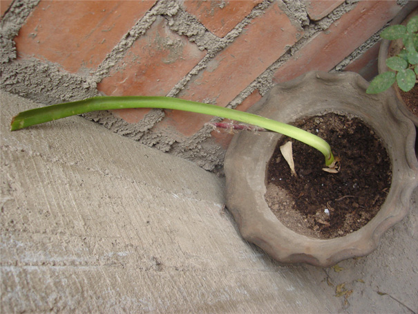 [Foto de planta, jardin, jardineria]