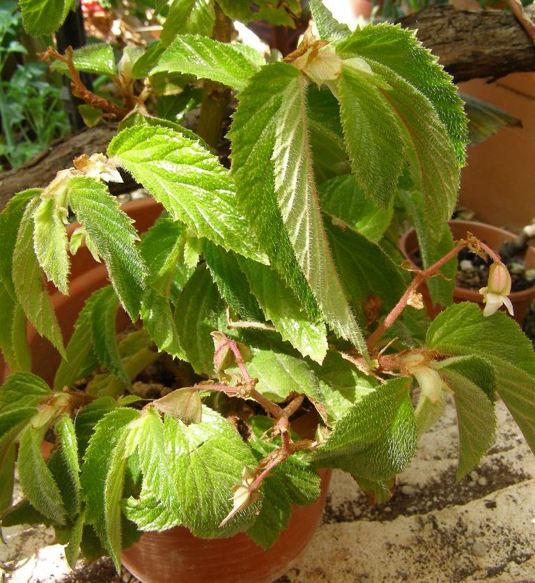 [Foto de planta, jardin, jardineria]