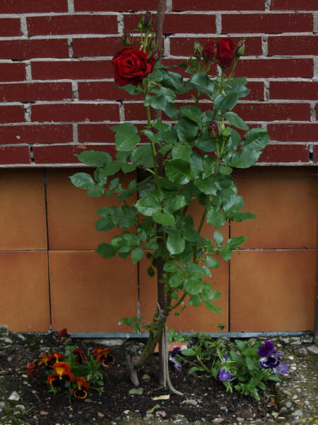 [Foto de planta, jardin, jardineria]