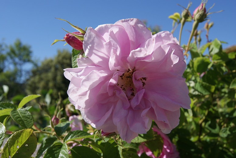 [Foto de planta, jardin, jardineria]