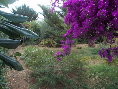 [Foto de planta, jardin, jardineria]