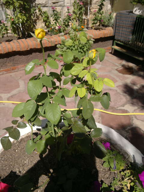 [Foto de planta, jardin, jardineria]