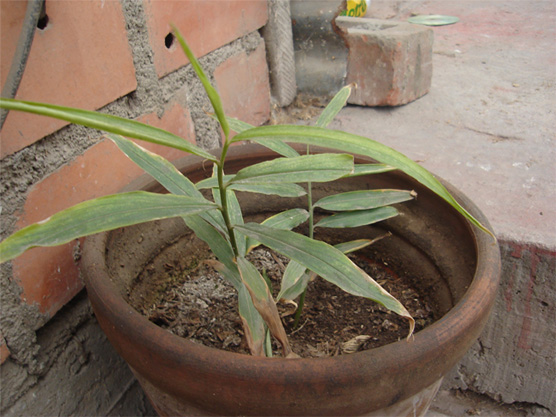 [Foto de planta, jardin, jardineria]