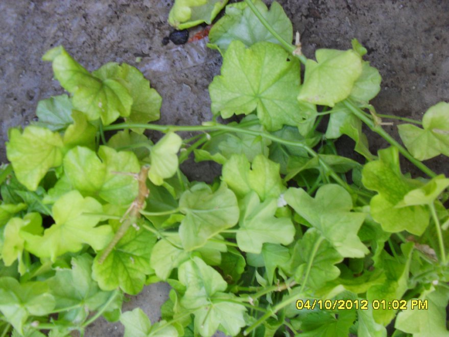 [Foto de planta, jardin, jardineria]