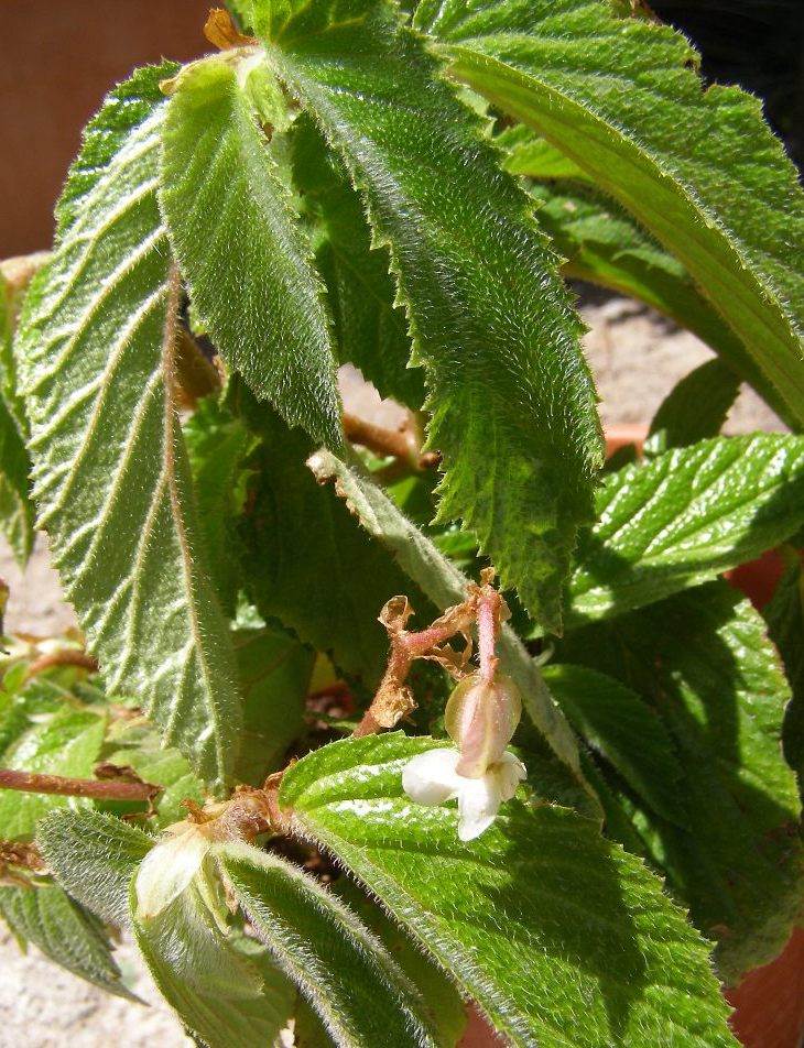 [Foto de planta, jardin, jardineria]