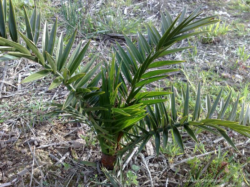 [Foto de planta, jardin, jardineria]