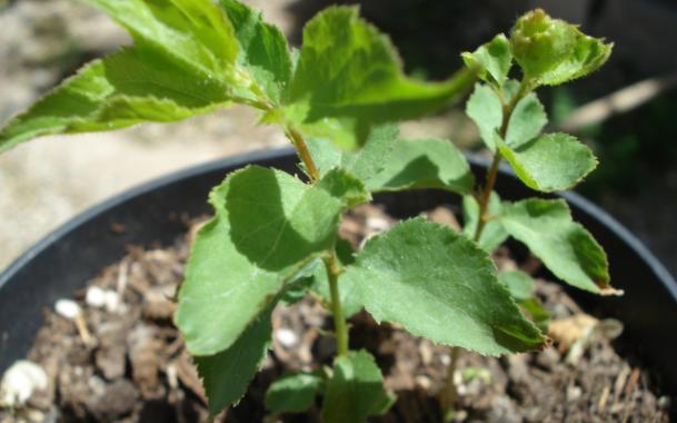 [Foto de planta, jardin, jardineria]