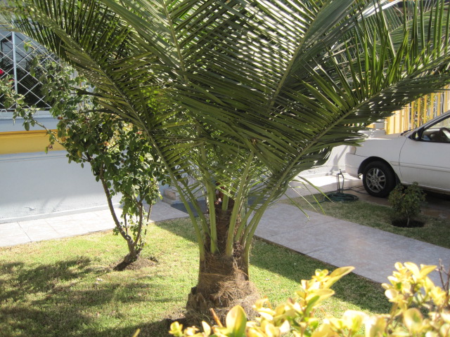 [Foto de planta, jardin, jardineria]