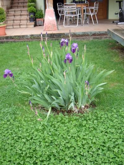 [Foto de planta, jardin, jardineria]