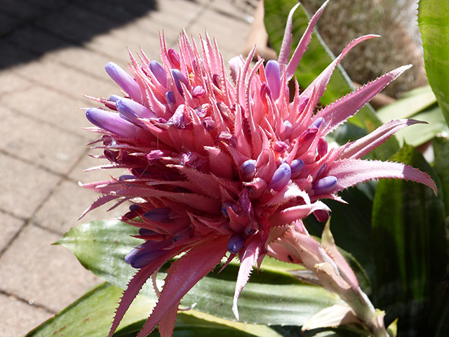 [Foto de planta, jardin, jardineria]