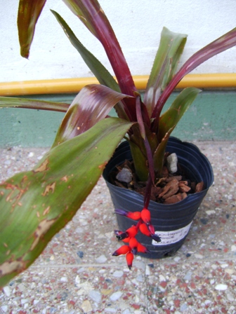 [Foto de planta, jardin, jardineria]