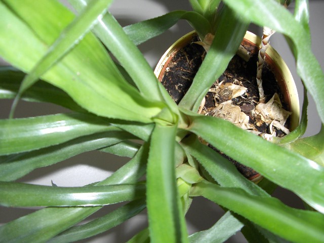 [Foto de planta, jardin, jardineria]