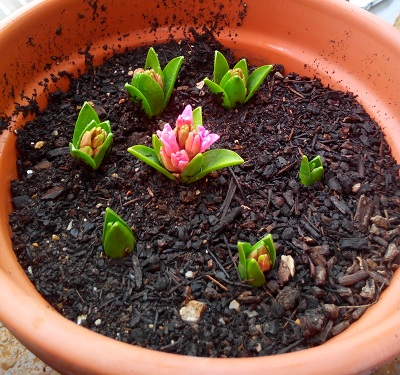 [Foto de planta, jardin, jardineria]