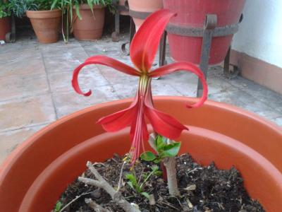 Flor de lis (Sprekelia formosissima)