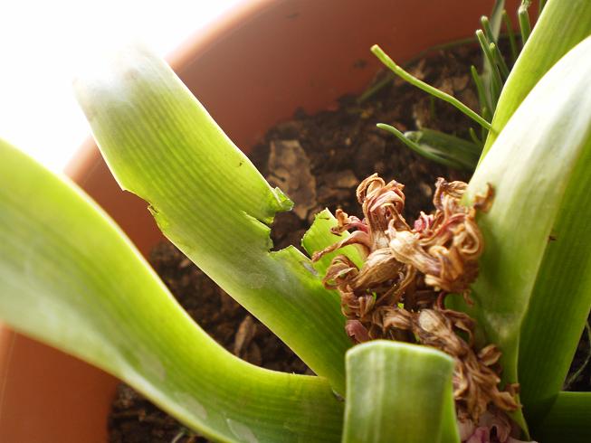 [Foto de planta, jardin, jardineria]