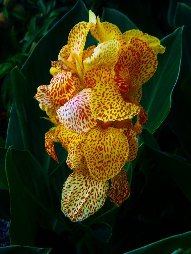 [Foto de planta, jardin, jardineria]