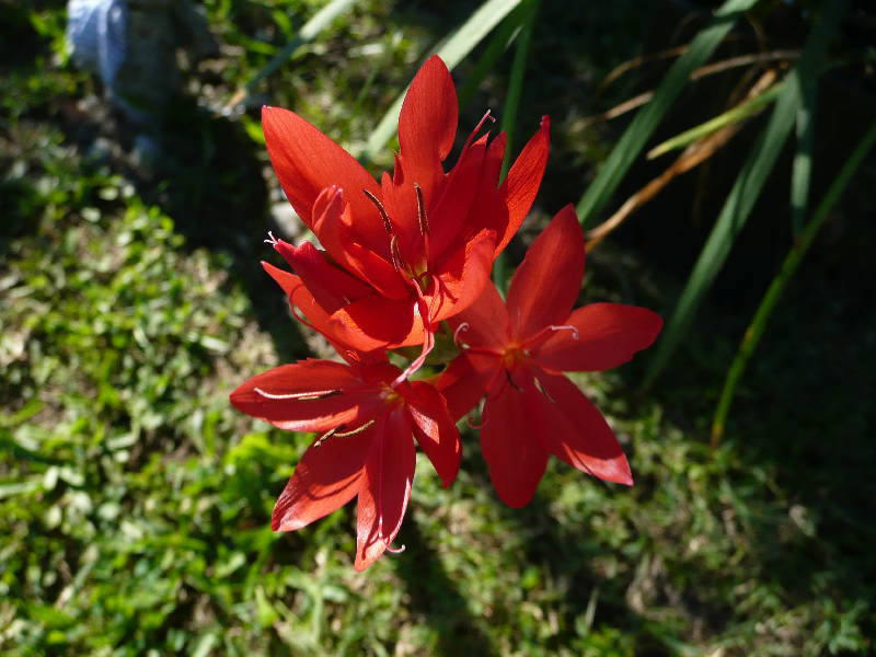 [Foto de planta, jardin, jardineria]