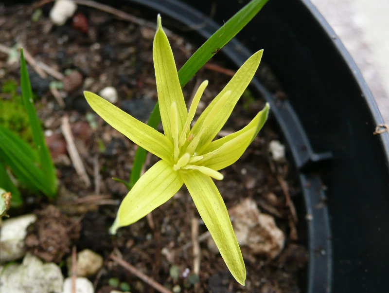 [Foto de planta, jardin, jardineria]