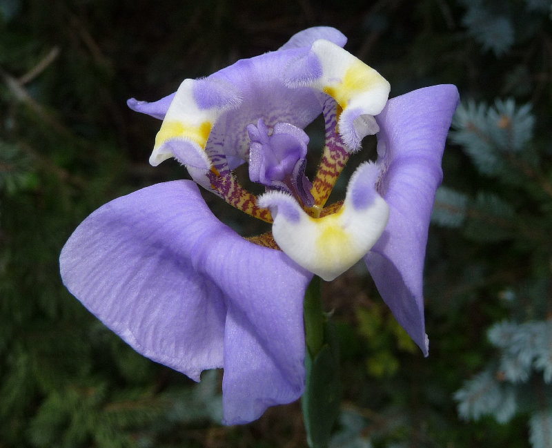 [Foto de planta, jardin, jardineria]