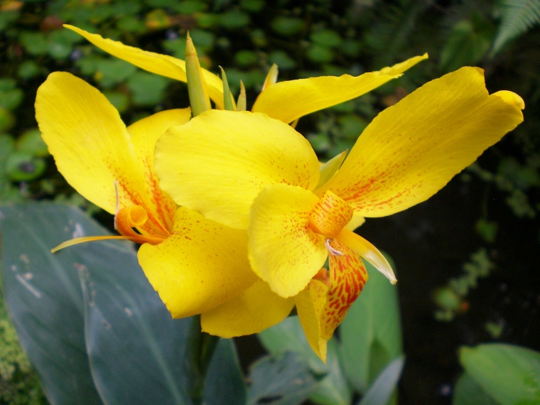 [Foto de planta, jardin, jardineria]