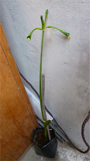 [Foto de planta, jardin, jardineria]