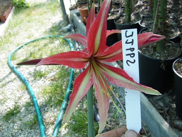 [Foto de planta, jardin, jardineria]