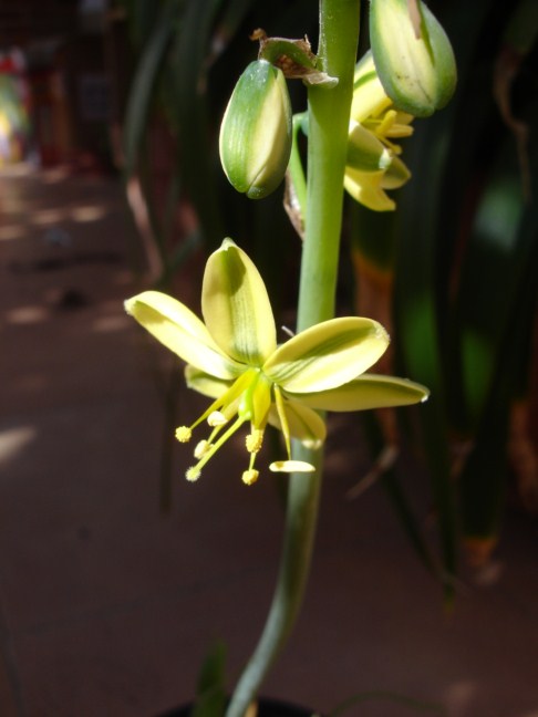 [Foto de planta, jardin, jardineria]