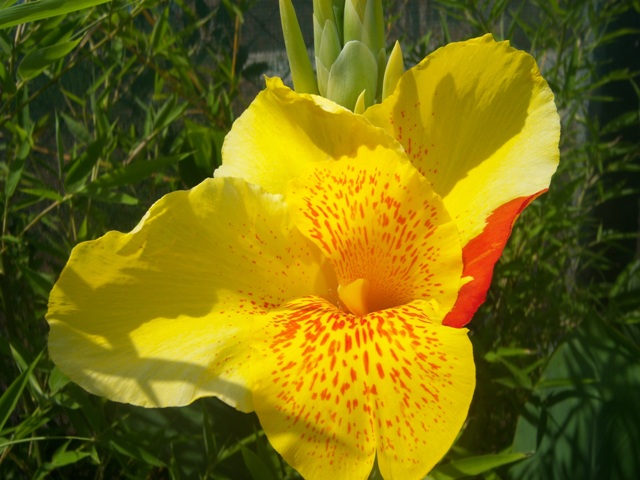 [Foto de planta, jardin, jardineria]