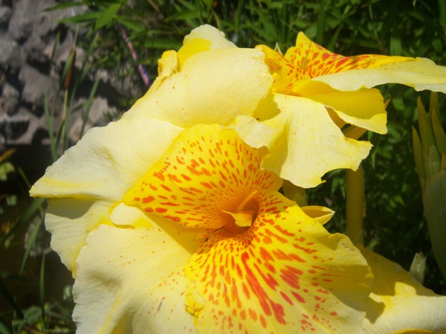 [Foto de planta, jardin, jardineria]