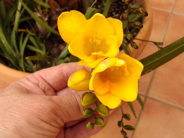 [Foto de planta, jardin, jardineria]