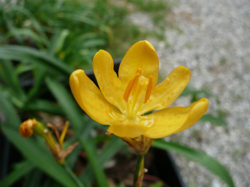 [Foto de planta, jardin, jardineria]