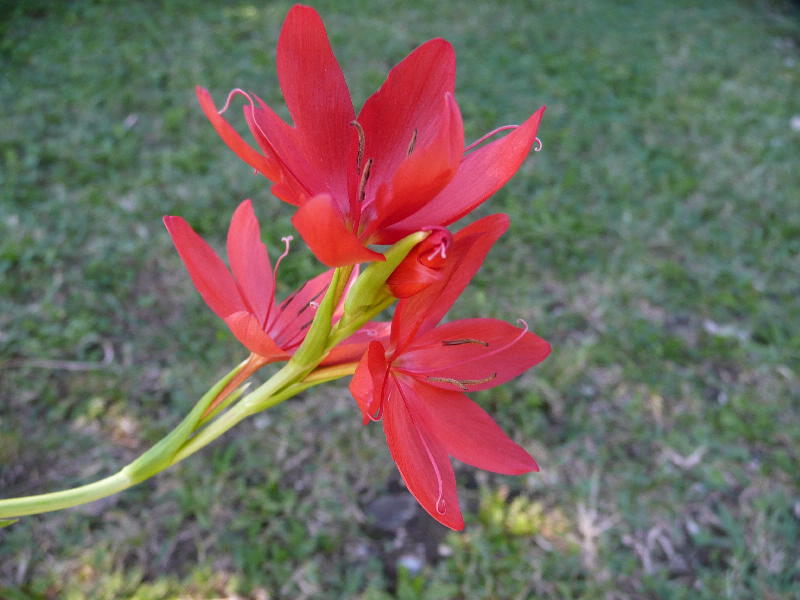 [Foto de planta, jardin, jardineria]