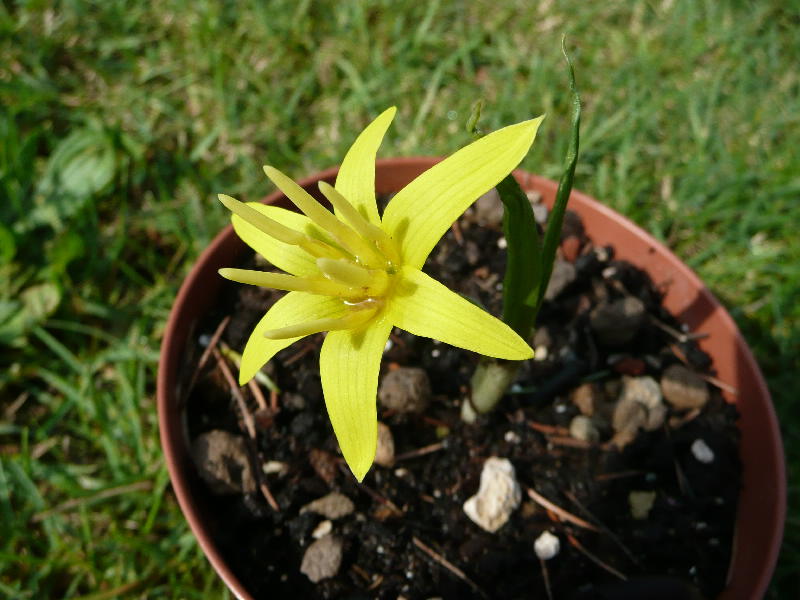 [Foto de planta, jardin, jardineria]