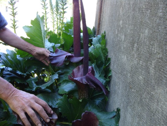 [Foto de planta, jardin, jardineria]