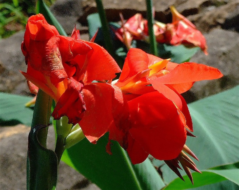 [Foto de planta, jardin, jardineria]