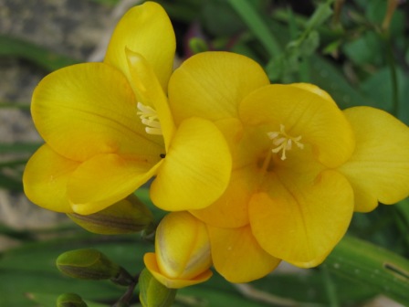 [Foto de planta, jardin, jardineria]