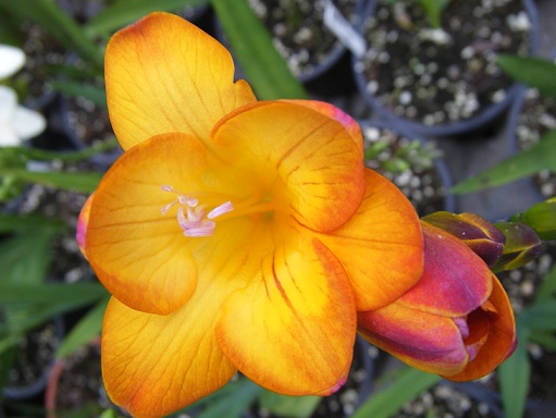 [Foto de planta, jardin, jardineria]