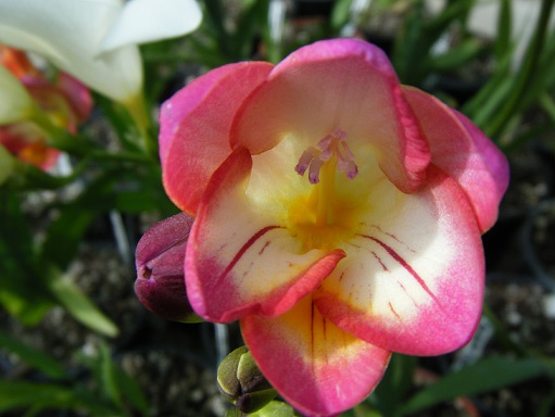 [Foto de planta, jardin, jardineria]