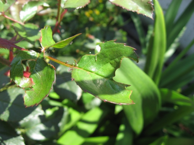 [Foto de planta, jardin, jardineria]