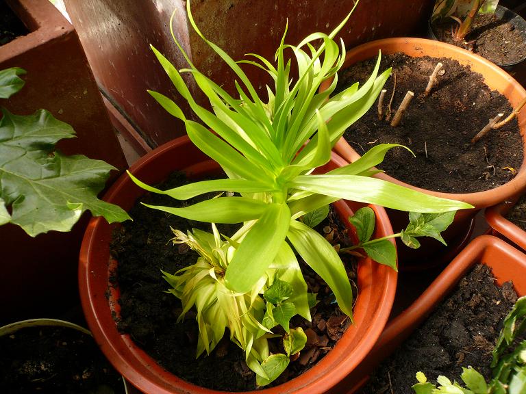 [Foto de planta, jardin, jardineria]