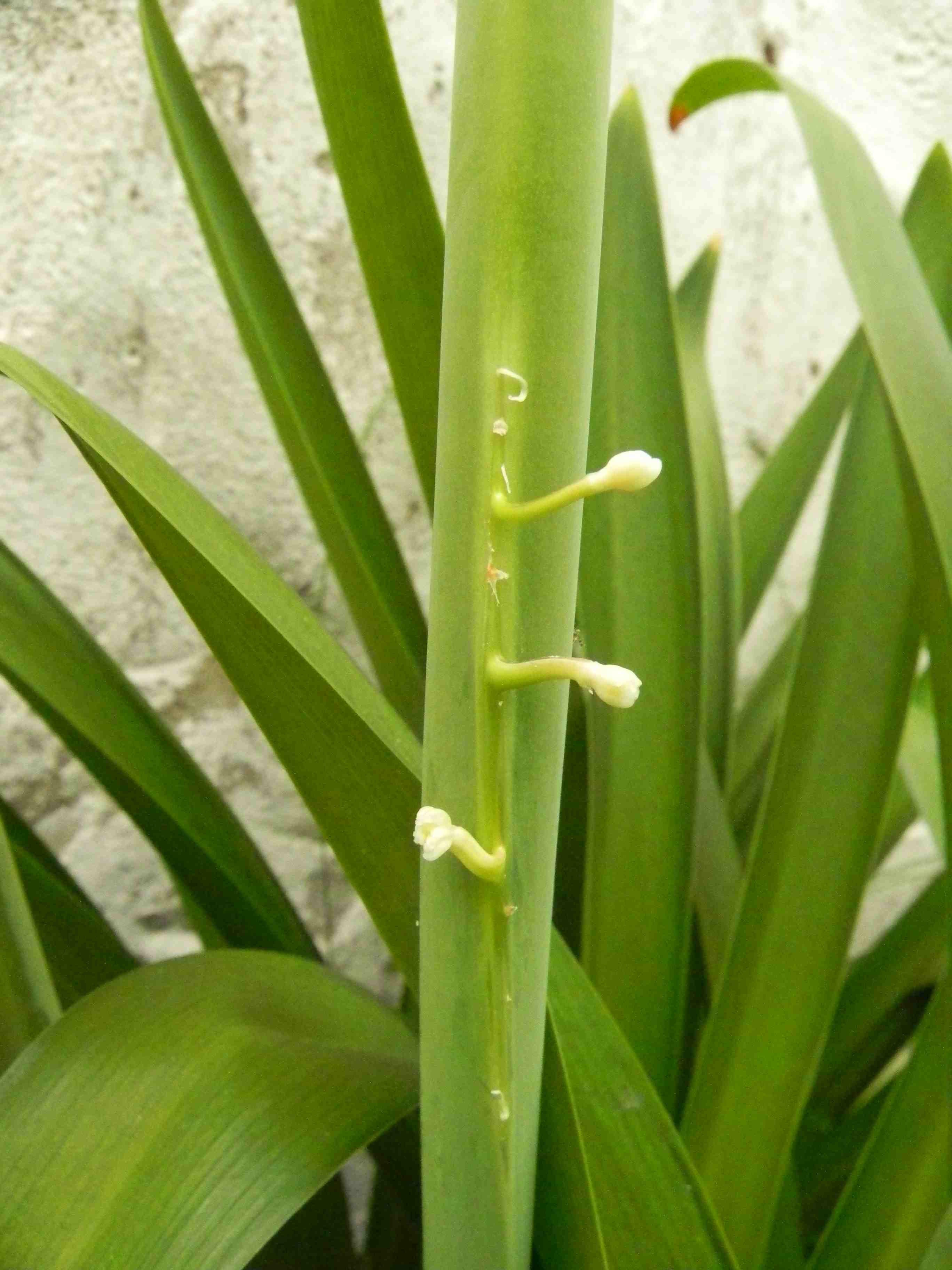 [Foto de planta, jardin, jardineria]