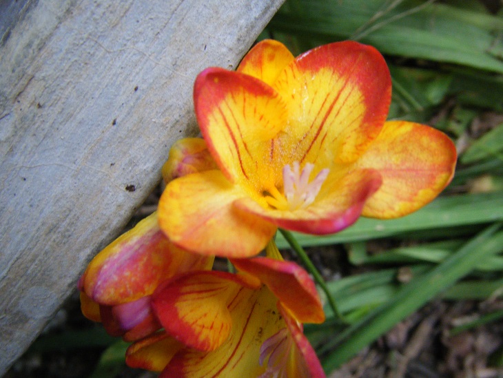 [Foto de planta, jardin, jardineria]